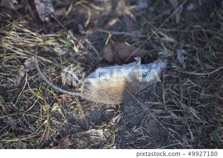 Dead mouse Dead mouse 49927180