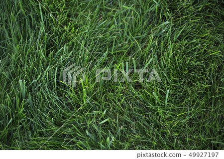 green lawn 49927197