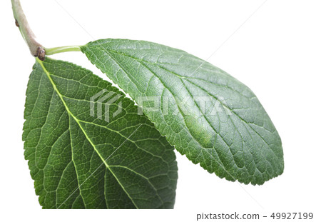 Green leaf 49927199