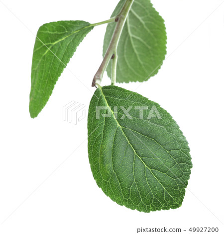 Green leaf 49927200