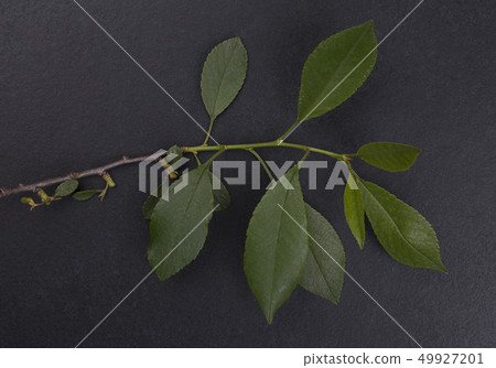 Apple tree branch 49927201