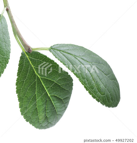 Green leaf 49927202