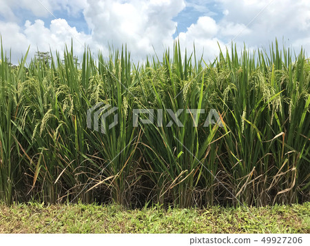 A field of ripe rice shoots on a sunny day 49927206