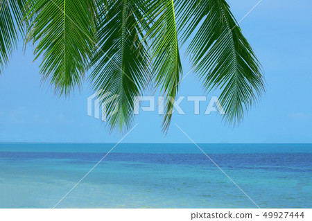 palm tree at the beach bar palm tree at the beach bar 49927444