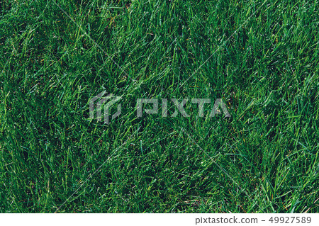 Field Field 49927589