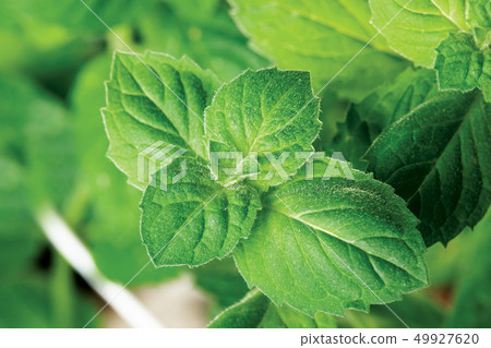 garden mint garden mint 49927620