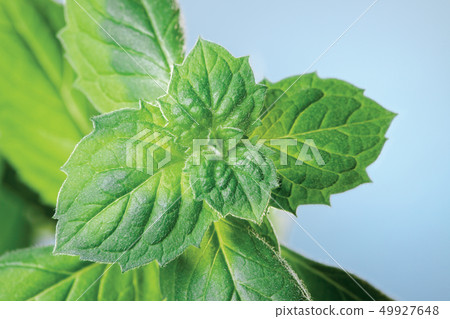 mint mint 49927648