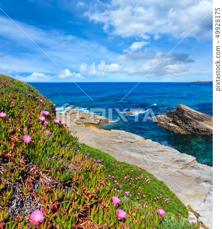 Atlantic blossoming coastline, Spain 49928175
