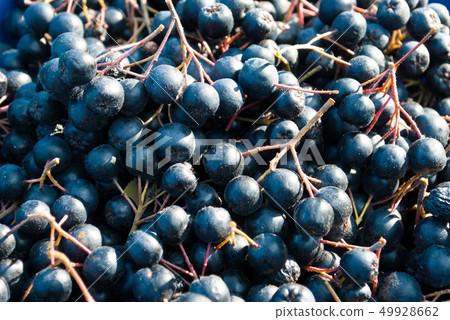 Wild black chokeberry 49928662