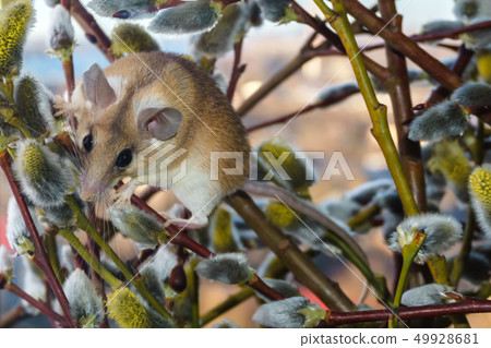 cute mouse among the branches of flowering willow cute mouse among the branches of flowering willow 49928681