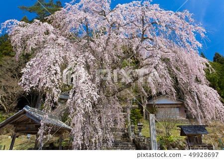 [Spring image] Sakura in full bloom 49928697