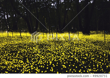 [Shizuoka Prefecture Gotemba] Himebotaru Ranbu 49928731