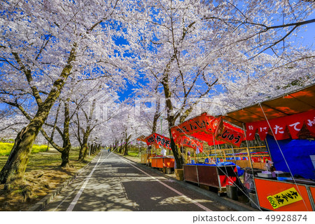 Akagi South side Senbon-zakura Akagi South side Senbon-zakura 49928874