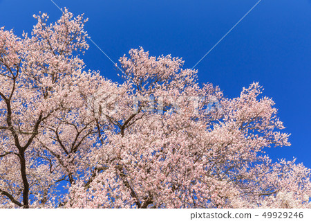 櫻花盛開 49929246