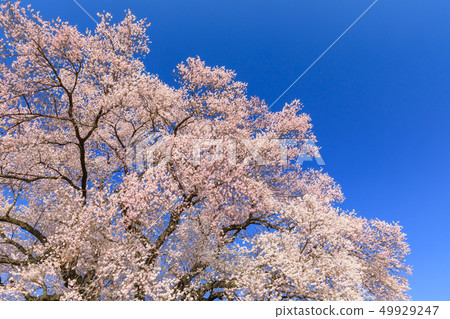 Cherry blossoms in full bloom Cherry blossoms in full bloom 49929247