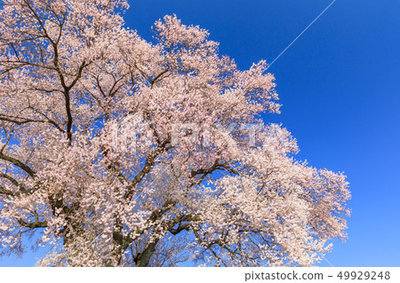 Cherry blossoms in full bloom 49929248