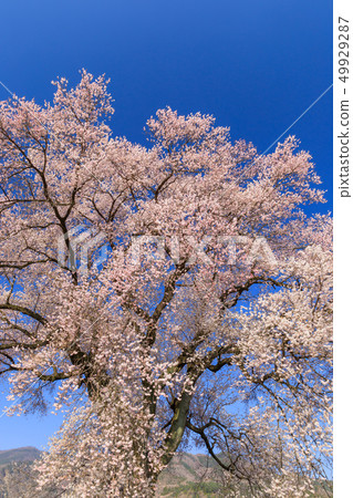 Cherry blossoms in full bloom 49929287