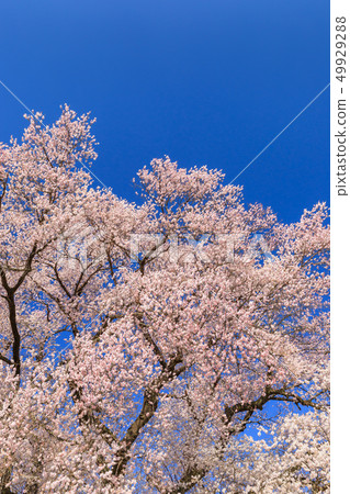 Cherry blossoms in full bloom 49929288