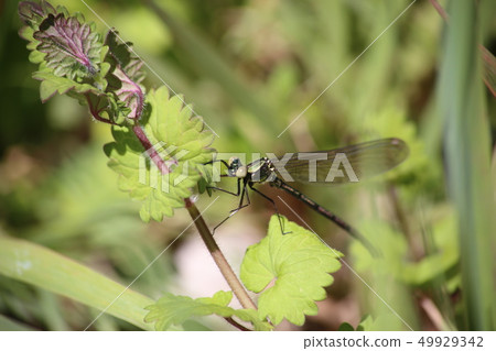 Asahina kawatombo 49929342