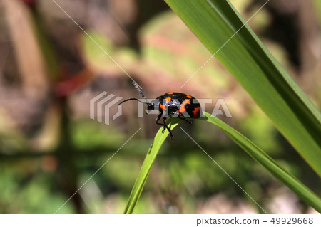 Itadori beetle Itadori beetle 49929668