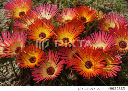 Livingston Daisy 49929885
