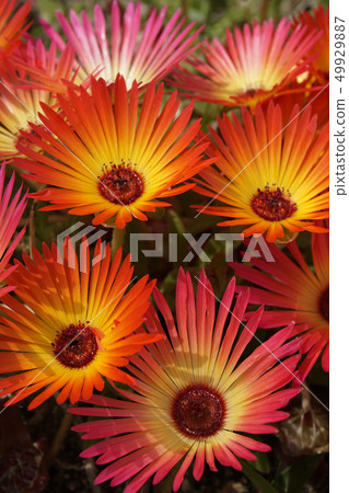 Livingston Daisy 49929887