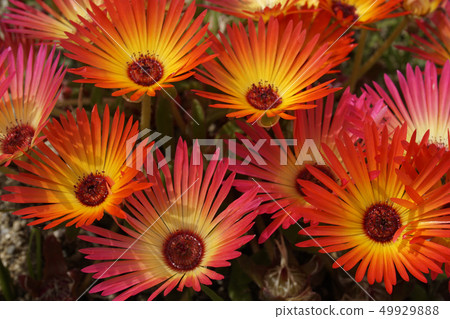 Livingston Daisy 49929888