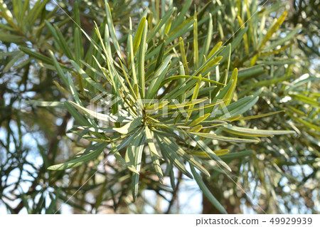 Tree: Inuma Maki Tree: Inuma Maki 49929939