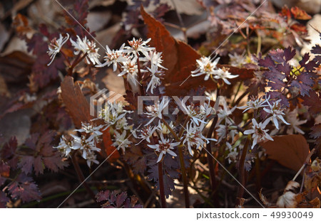 植物:Koseribauren毛茛家庭 植物:Koseribauren毛茛家庭 49930049
