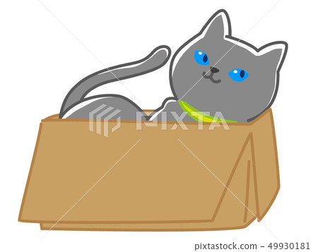 放鬆在紙板的俄國藍色貓 49930181