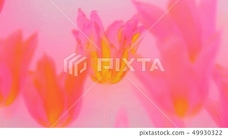 Soft tulip 9 49930322