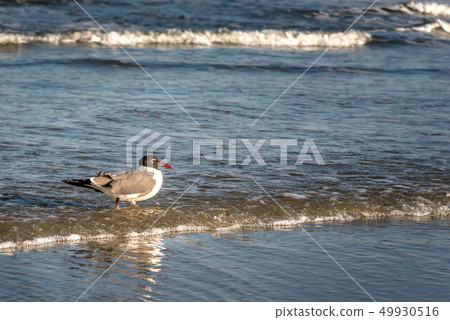 Laughing Gull Taking A Stroll On The Beach 49930516