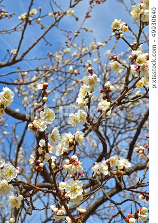 樹：日本人上升了 49930640