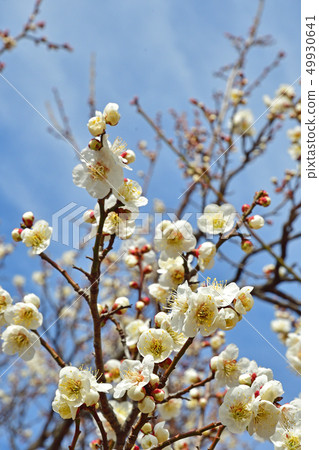 樹：日本人上升了 49930641