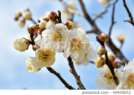 Tree: Japanese rose Tree: Japanese rose 49930652