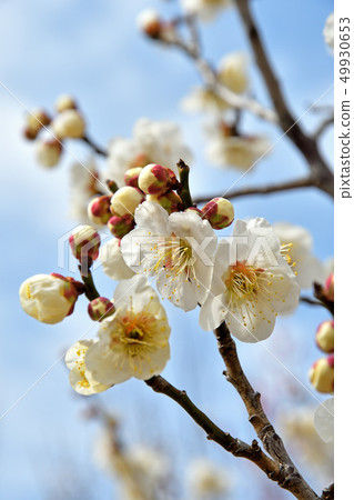 Tree: Japanese rose 49930653