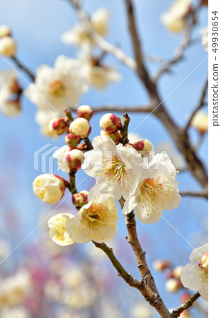 Tree: Japanese rose Tree: Japanese rose 49930654