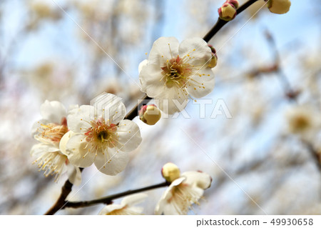 樹:日本人上升了 樹:日本人上升了 49930658