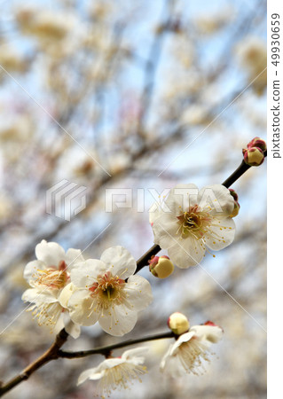 Tree: Japanese rose 49930659