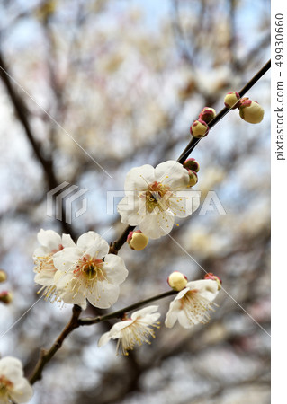 樹:日本人上升了 樹:日本人上升了 49930660