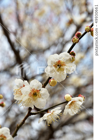 樹：日本人上升了 49930661