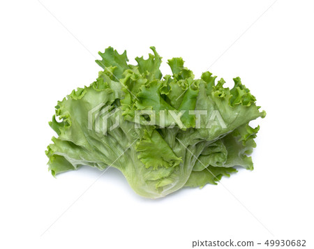 Pleated lettuce produced at a vegetable plant Pleated lettuce produced at a vegetable plant 49930682