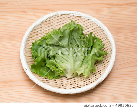 Pleated lettuce produced at a vegetable plant Pleated lettuce produced at a vegetable plant 49930683