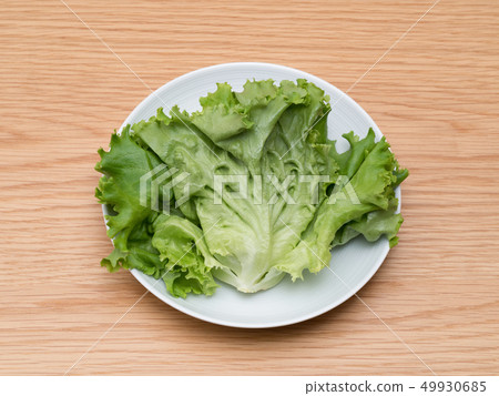在蔬菜植物生產的褶萵苣 在蔬菜植物生產的褶萵苣 49930685