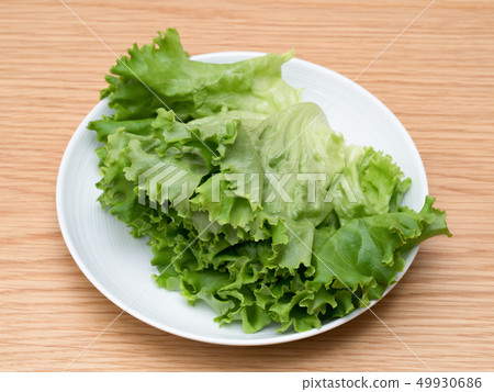 在蔬菜植物生產的褶萵苣 在蔬菜植物生產的褶萵苣 49930686