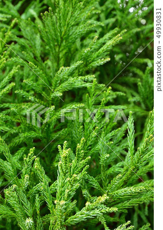 Tree: Asiusugi Cedar Tree: Asiusugi Cedar 49930831