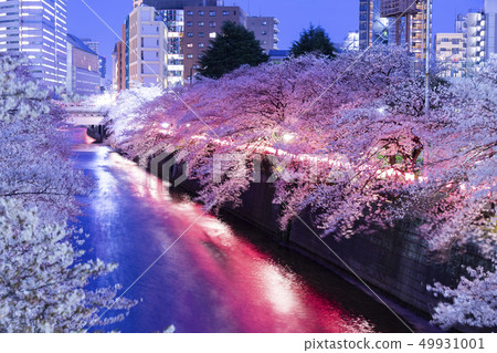 Sakura light up of Meguro River 49931001