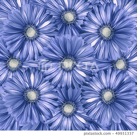 Floral light blue-white background. Floral light blue-white background. 49931337