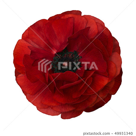 Ranunculus  red.Flower isolated  white background 49931340