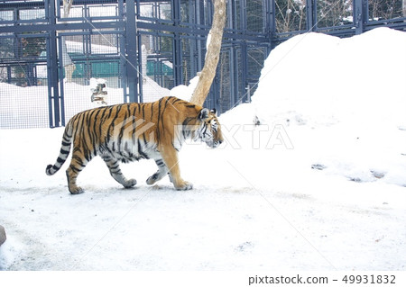 阿穆爾虎男性形象 49931832